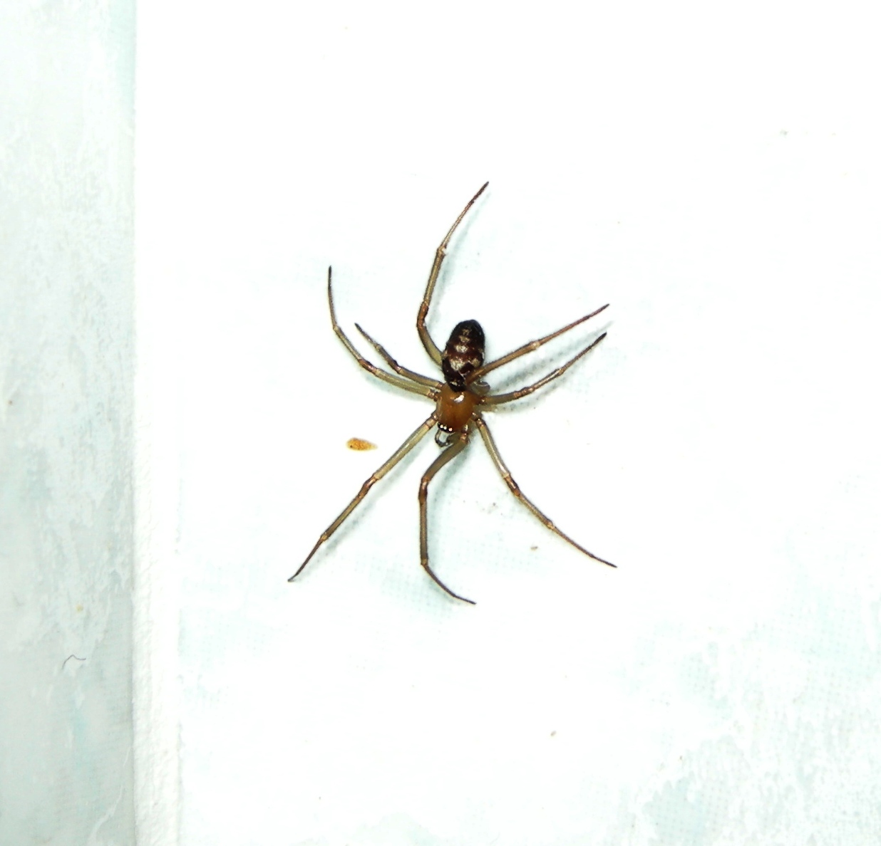 Ragno nel bagno: Steatoda grossa